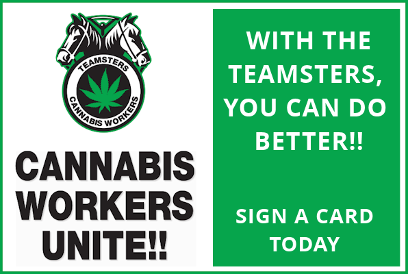 cannabis workers